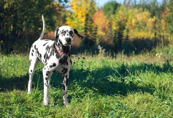 Hermosa raza de perro dálmata — Foto de Stock