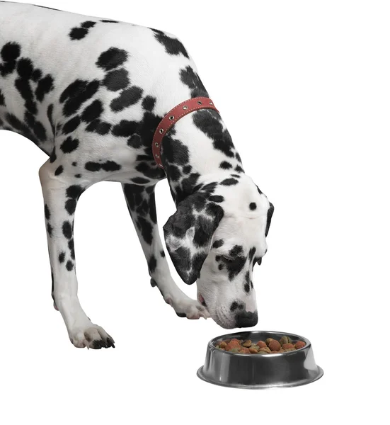Bir kase yakın çekim üzerinden kuru yemek yeme Dalmaçya köpeği — Stok fotoğraf