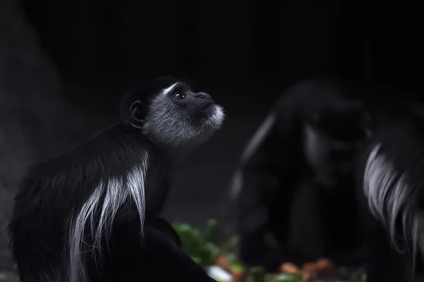 Habeş siyah ve beyaz colobus — Stok fotoğraf