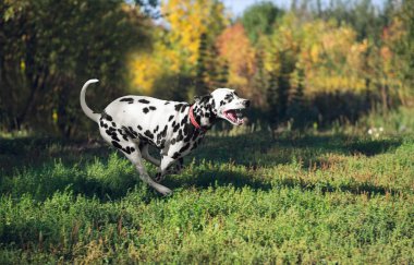Dalmaçya köpeği koşucu