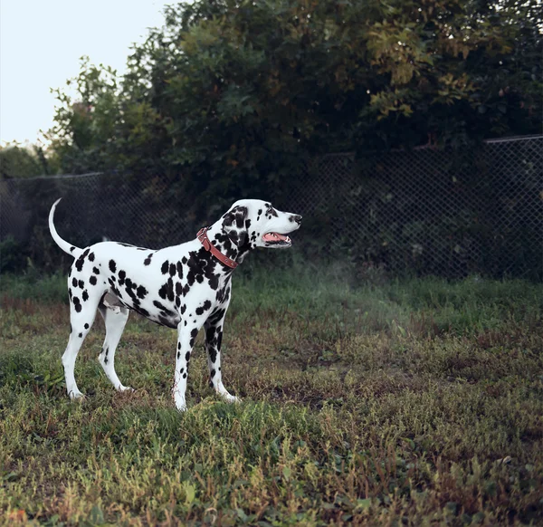 ダルメシアン犬 — ストック写真