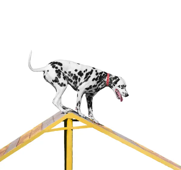 Dalmatian dog is trained on the barrier slide — Stock Photo, Image