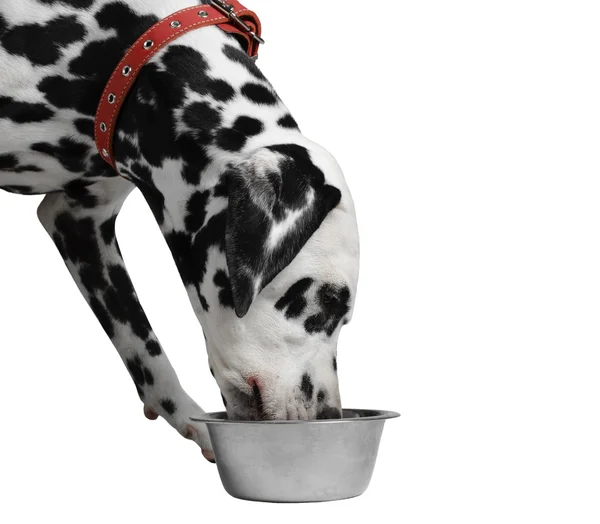 Dalmatian dog eating dry food from a bowl — Stock Photo, Image