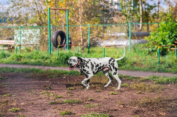 Dalmatian dog walking on the playground