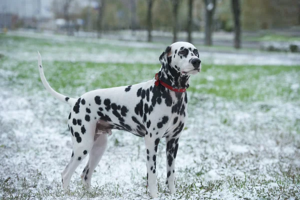 Dálmata primera nieve — Foto de Stock