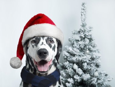 Noel Baba Noel top pençe ve bir çan köpekle