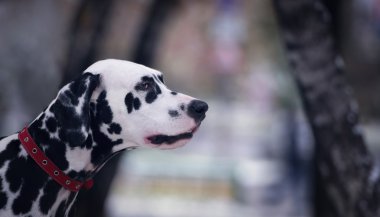 Siyah ve beyaz Dalmaçyalı köpeğin portresi