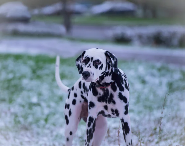 Dalmaçyalı köpek portresi — Stok fotoğraf