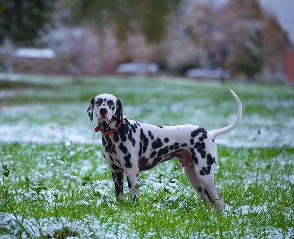 Портрет чёрно-белой далматинской собаки — стоковое фото