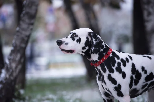 Portrait de chien dalmate noir et blanc — Photo