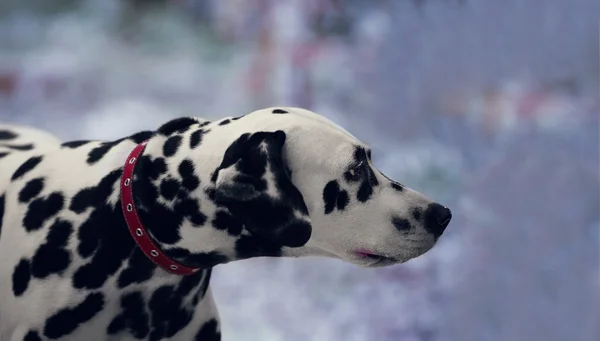 Retrato de cão dálmata preto e branco — Fotografia de Stock