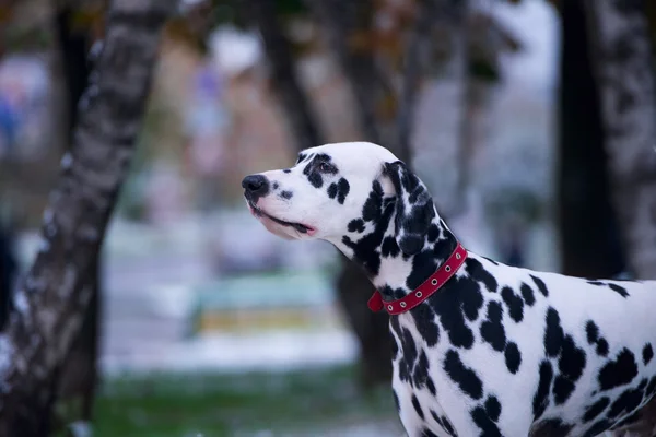 Siyah ve beyaz Dalmaçyalı köpeğin portresi — Stok fotoğraf