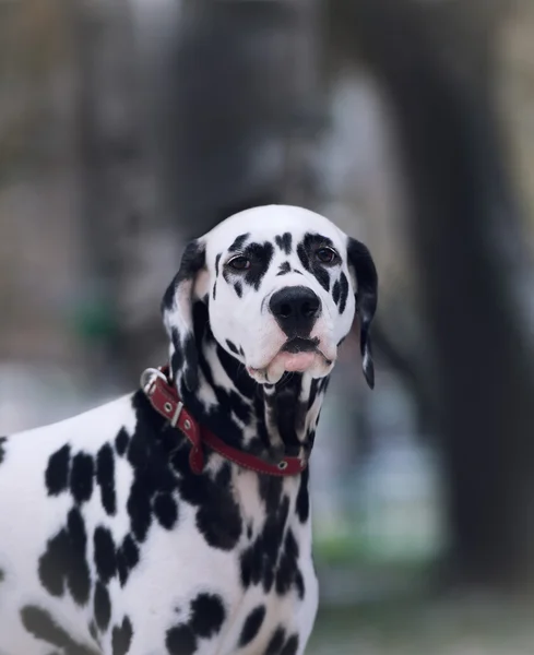 Siyah ve beyaz Dalmaçyalı köpeğin portresi — Stok fotoğraf