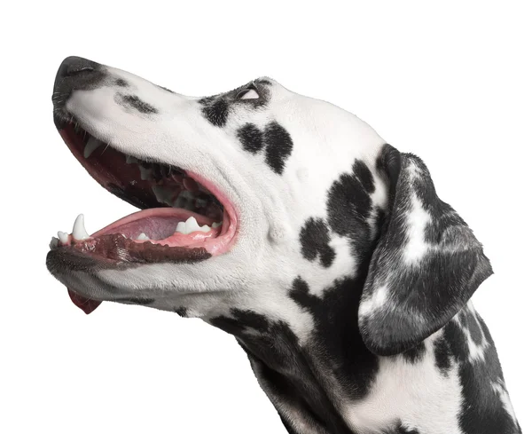 Dog portrait dalmatian photo — Stock Photo, Image