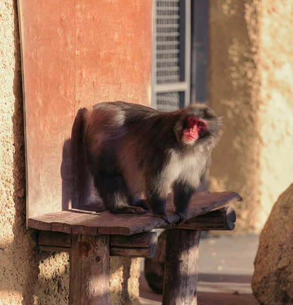 Mono sentado en el soporte especial — Foto de Stock