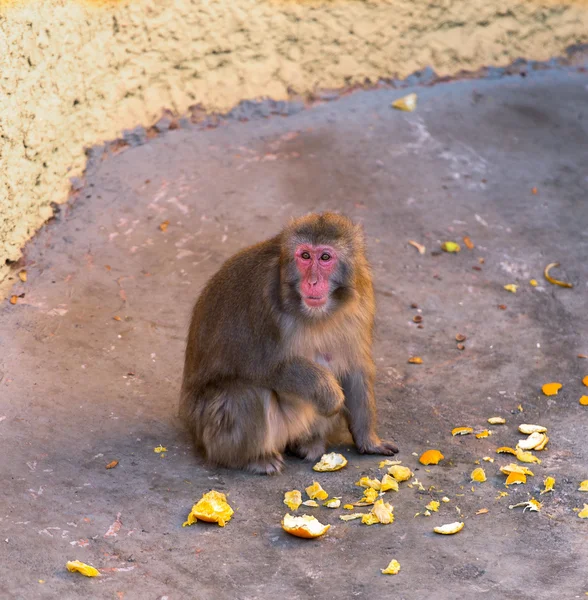 Mono se sienta zoológico — Foto de Stock