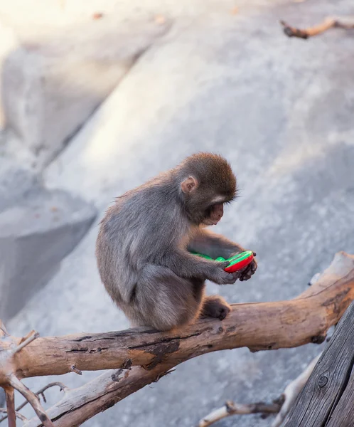 Bebé mono zoológico — Foto de Stock