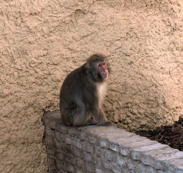 Mono siéntate zoológico — Foto de Stock