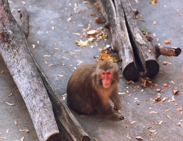 Mono se sienta zoológico — Foto de Stock