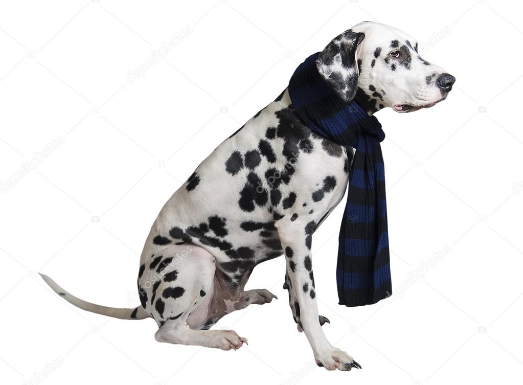 Dog Dalmatian sitting in a black-and-blue knitted warm scarf
