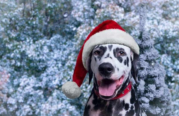 Dalmatian in Winter Hat — Stock Photo, Image