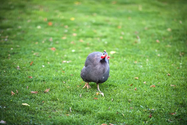 아름 다운 뿔 닭 새 — 스톡 사진