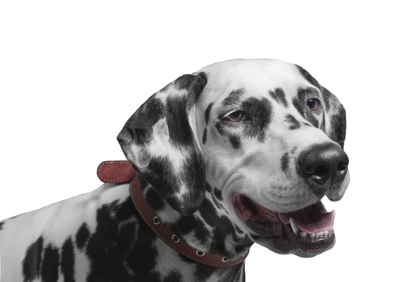 Porträtt av en svart och vit fläckig Dalmatien — Stockfoto