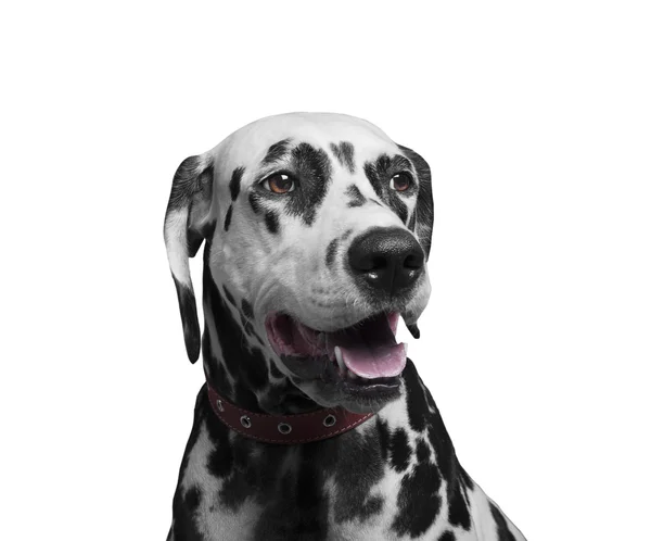 Portret van een gelukkig en lachen hondenras Dalmatische — Stockfoto