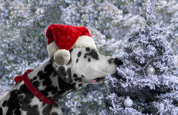 Black and white spotted dog breed Dalmatian in a Santa Claus hat — Stock Photo, Image