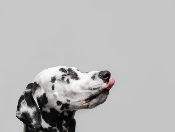 Pies dalmatyńczyk lizał — Zdjęcie stockowe
