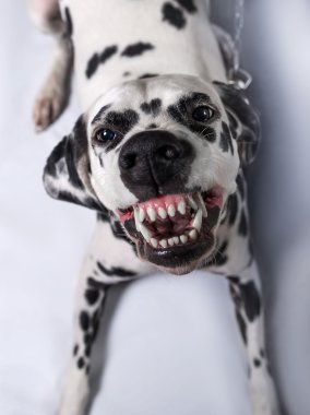 Dalmaçya köpeği bağlı