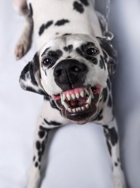Dalmatian dog tied clipart
