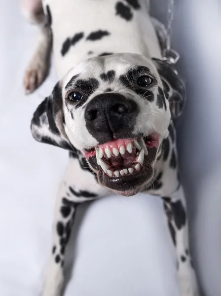 Dalmatyńskiej psów przywiązane — Zdjęcie stockowe
