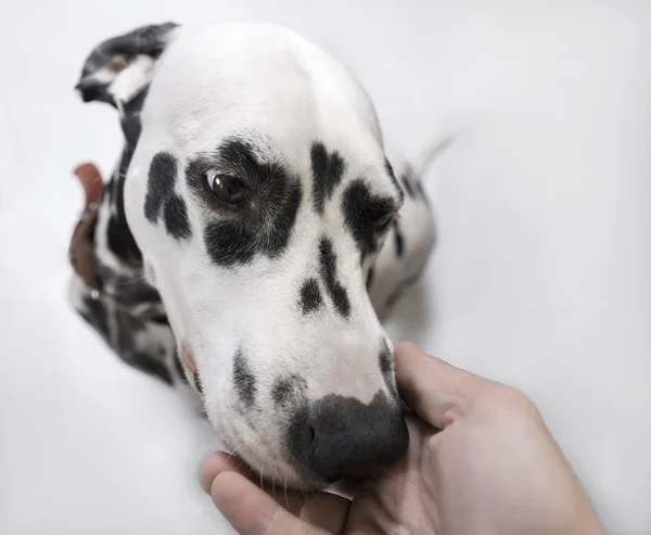 Dalmatian Dog sniffs the hand of man — Stock Photo, Image