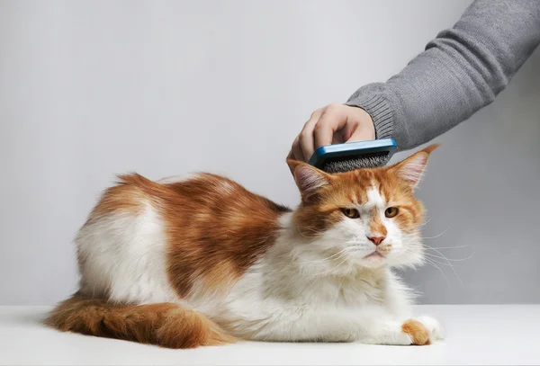 The woman combs a dozing cat's fur.