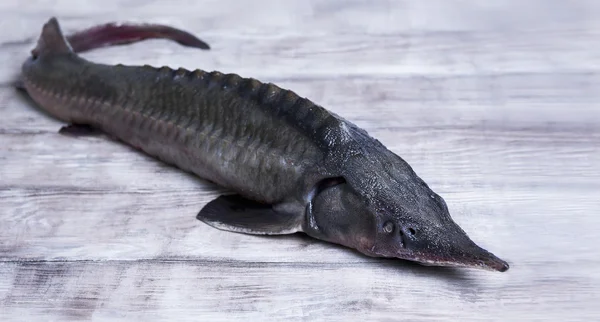 Grande de esturión de pescado crudo entero —  Fotos de Stock