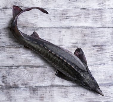 tüm çiğ balık mersin balığı, büyük