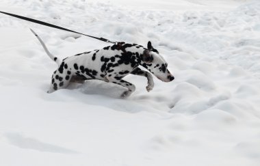 Black and white dog breed Dalmatian