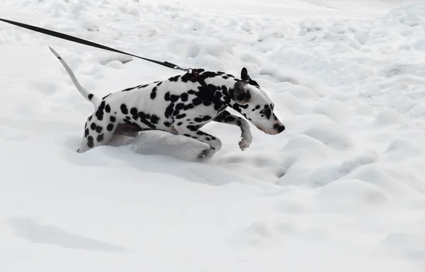 Black and white dog breed Dalmatian — 图库照片