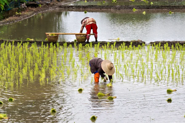 쌀 필드에 쌀을 재배 하는 태국 농부 — 스톡 사진