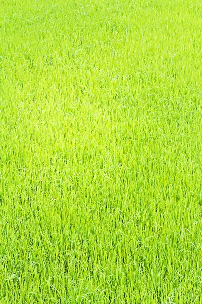 Mudas de arroz nos campos de arroz — Fotografia de Stock