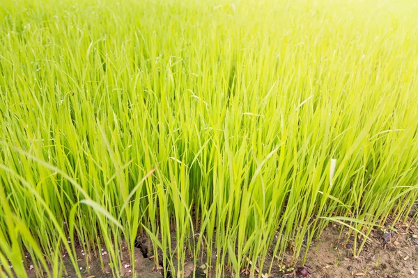 Mudas de arroz nos campos de arroz com neblina solar — Fotografia de Stock