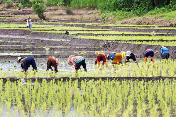 쌀 필드에 쌀을 재배 하는 태국 농부 — 스톡 사진