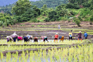 Tay çiftçilerin pirinç pirinç tarlaları üzerinde dikim