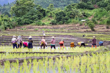 Tay çiftçilerin pirinç pirinç tarlaları üzerinde dikim