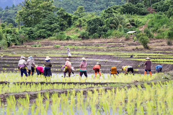 Tay çiftçilerin pirinç pirinç tarlaları üzerinde dikim