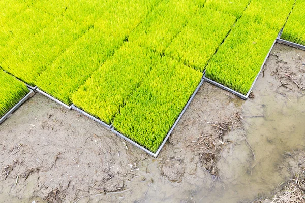 Mudas de arroz em bandeja plantio — Fotografia de Stock