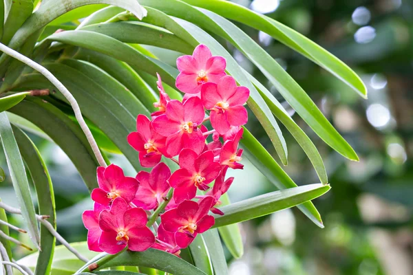 Kırmızı orkide çiçekleri