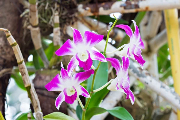 Flores violetas da orquídea — Fotografia de Stock