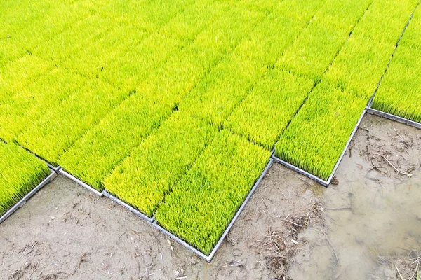 Rijst zaailing in tray planten — Stockfoto